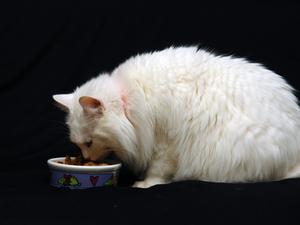 Kattefoder til katte med nyresygdom
