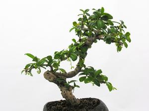 Bruger til en Ginseng Ficus Bonsai