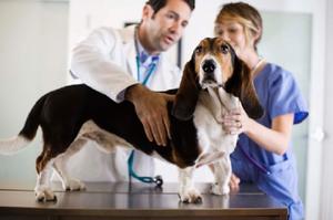 Anti-inflammatoriske lægemidler til hunde