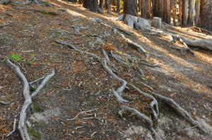Sådan bruges Rock Salt til Tree Root Problemer
