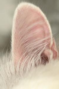 Katte med Kløende ører