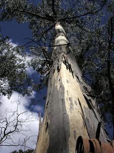 Eucalyptus blade som barkflis