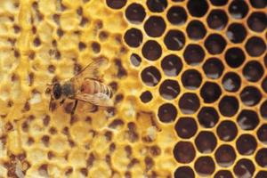 Hvordan man kan tiltrække Honningbier til en Hive