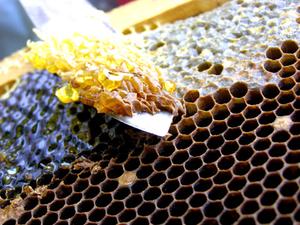 Healing fordele af honning