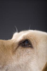 Hvad er de sorte pletter i min hunds øje?