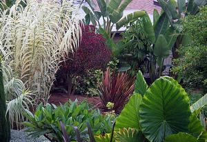 Hvad er tropiske løv planter?