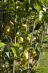 Sådan Grow citrustræer i et drivhus