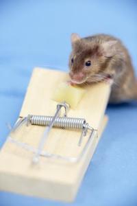 Hvordan til at fange en mus, hvis det outsmarts musen fælder