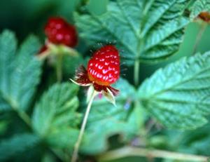 Sådan Grow Raspberry planter fra udklipsholderen