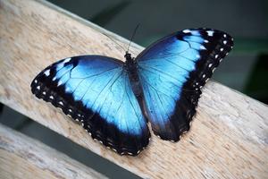 Mission Blue Butterfly Information